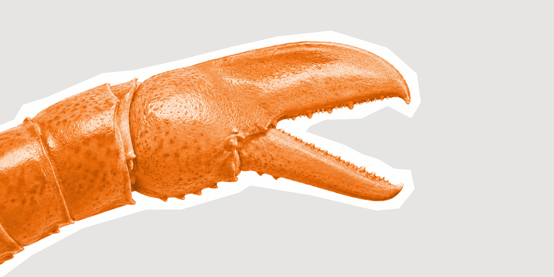 Orange crab claw with a white outline on a light gray background.